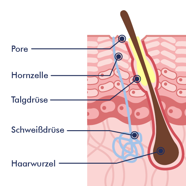 Schematische Darstellung einer Talgdrüse