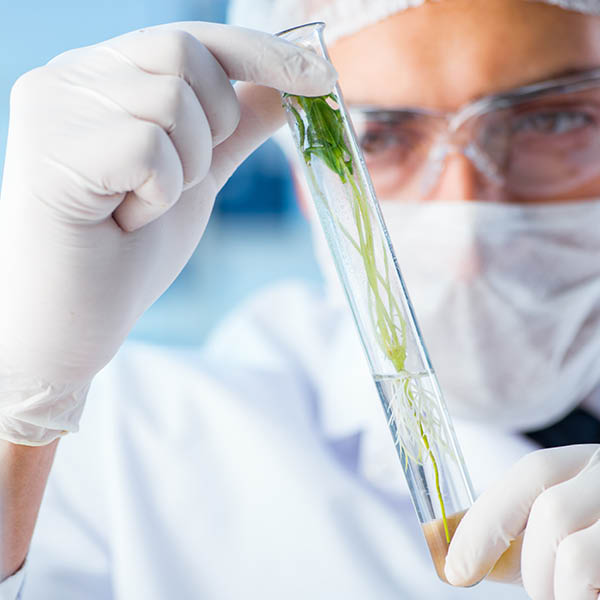 Biochemiker arbeitet im Labor an Pflanzen.