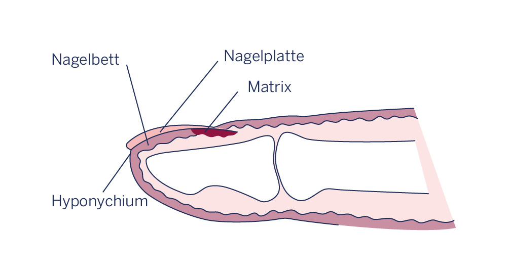 Anatomie eines Fingernagels als Infografik