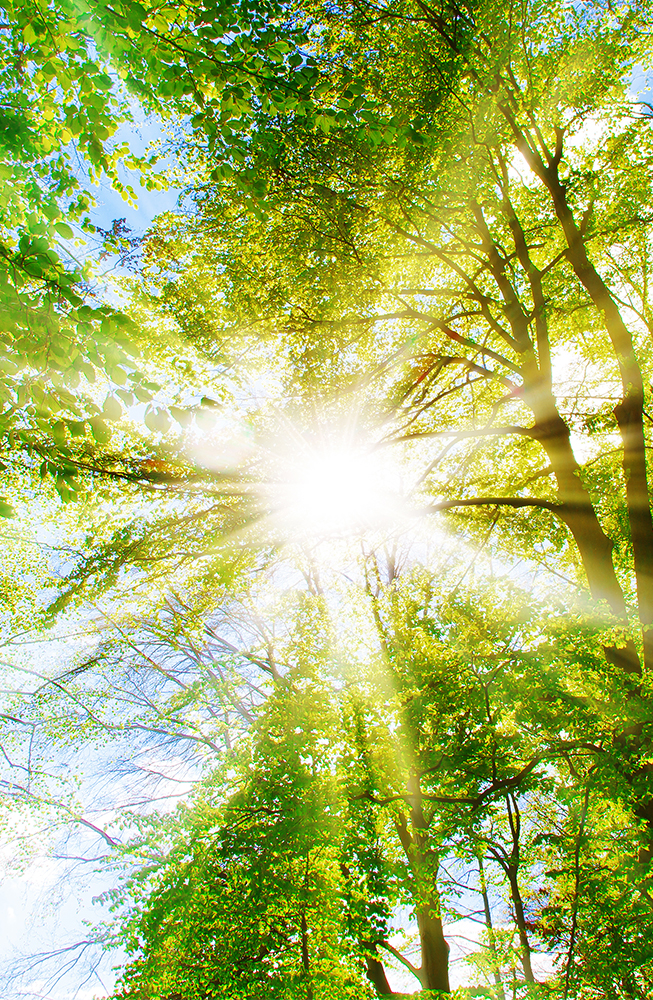 Sonne scheint furch Blätter im Wald