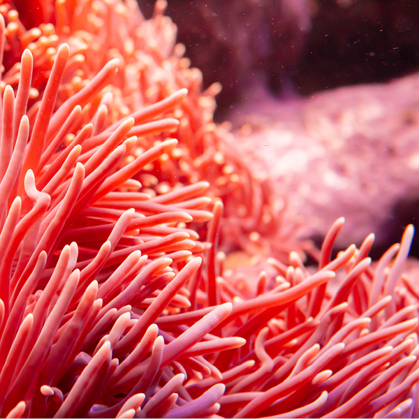 Rötliche gesunde Koralle