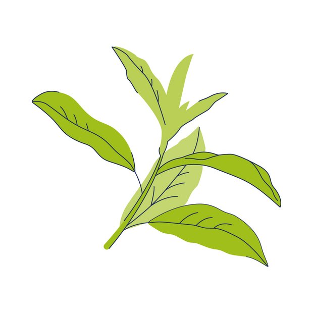Grüner-Tee-Extrakt als Wirkstoff in der Hautpflege Camellia Sinensis Leaf Extract