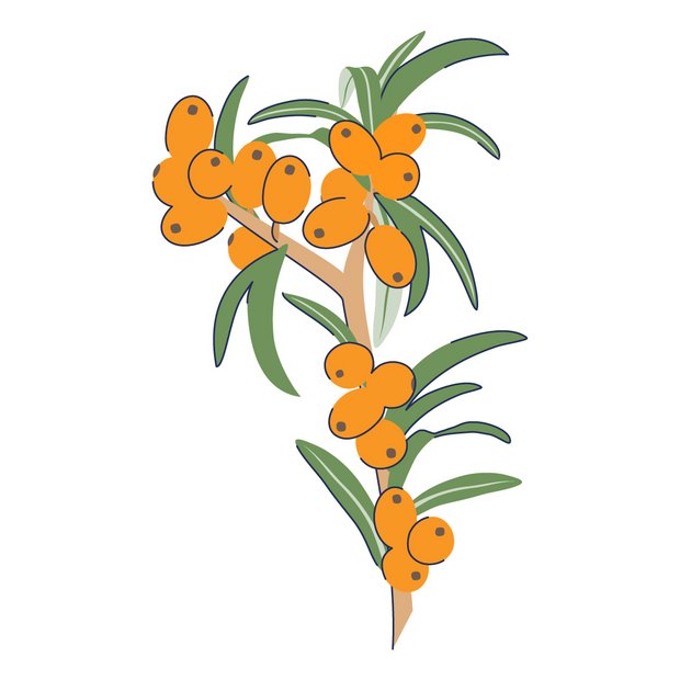 Sanddornfruchtfleischöl als Wirkstoff in der Hautpflege Hippophae Rhamnoides Fruit Oil
