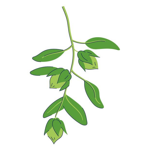 Jojobaöl als Wirkstoff in der Hautpflege Simmondsia Chinensis (Jojoba) Seed Oil