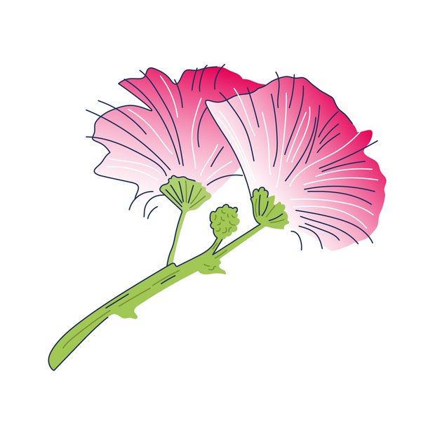 Seidenbaumextrakt als Wirkstoff in der Hautpflege Albizia Julibrissin Bark Extract