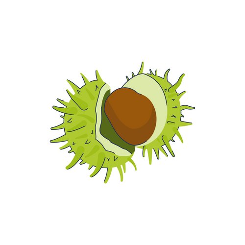 Illustration: Rosskastanie mit Schale