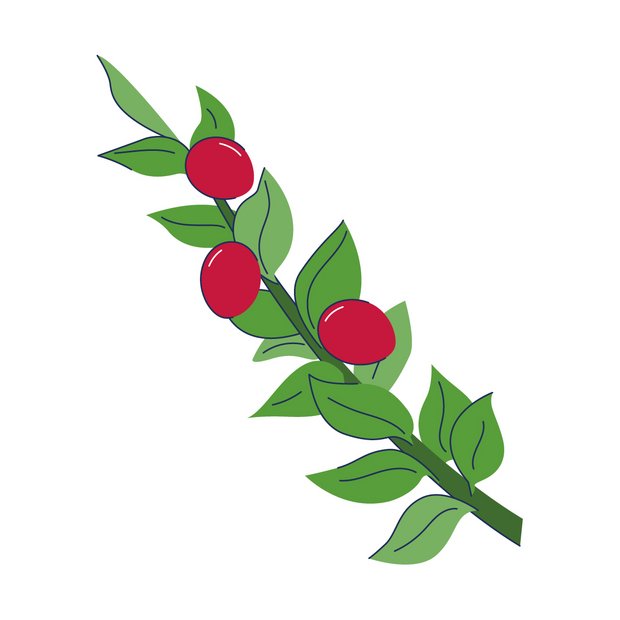 Mäusedornextrakt als Wirkstoff in der Hautpflege Ruscus Aculeatus Root Extract