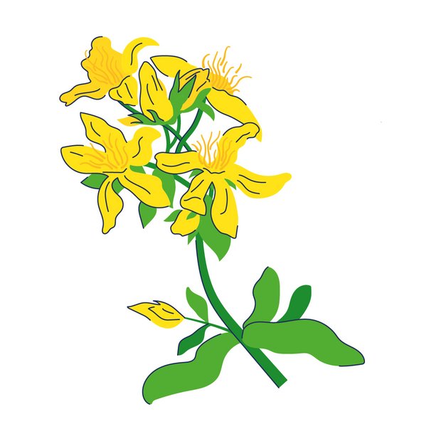 Hypericum Perforatum | HYPERICUM PERFORATUM FLOWER/TWIG EXTRACT