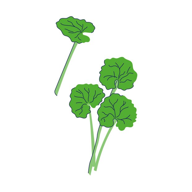 Indisches Wassernabelkraut als Wirkstoff in der Hautpflege Centella Asiatica Extract