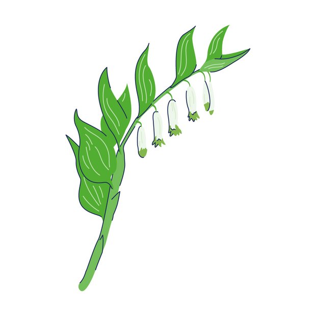 Salomonssiegel als Wirkstoff in der Hautpflege Polygonatum Multiflorum Rhizome/Root Extract