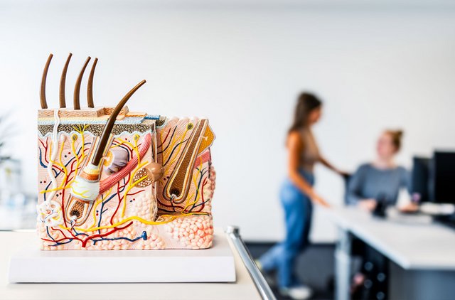 Modell eines Hautaufbaus, im Hintergrund unterhält sich eine Mitarbeiterin