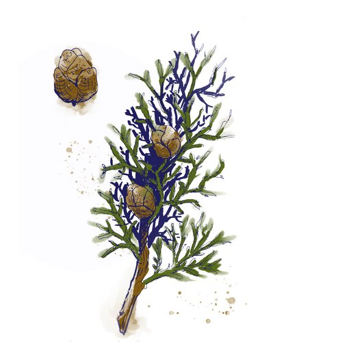Zypressenextrakt als Wirkstoff in der Hautpflege Cupressus Sempervirens Seed Extract