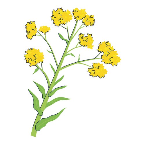 Färberwaid-Extrakt als Wirkstoff in der Hautpflege Zeichnung: Färberwaid-Pflanze