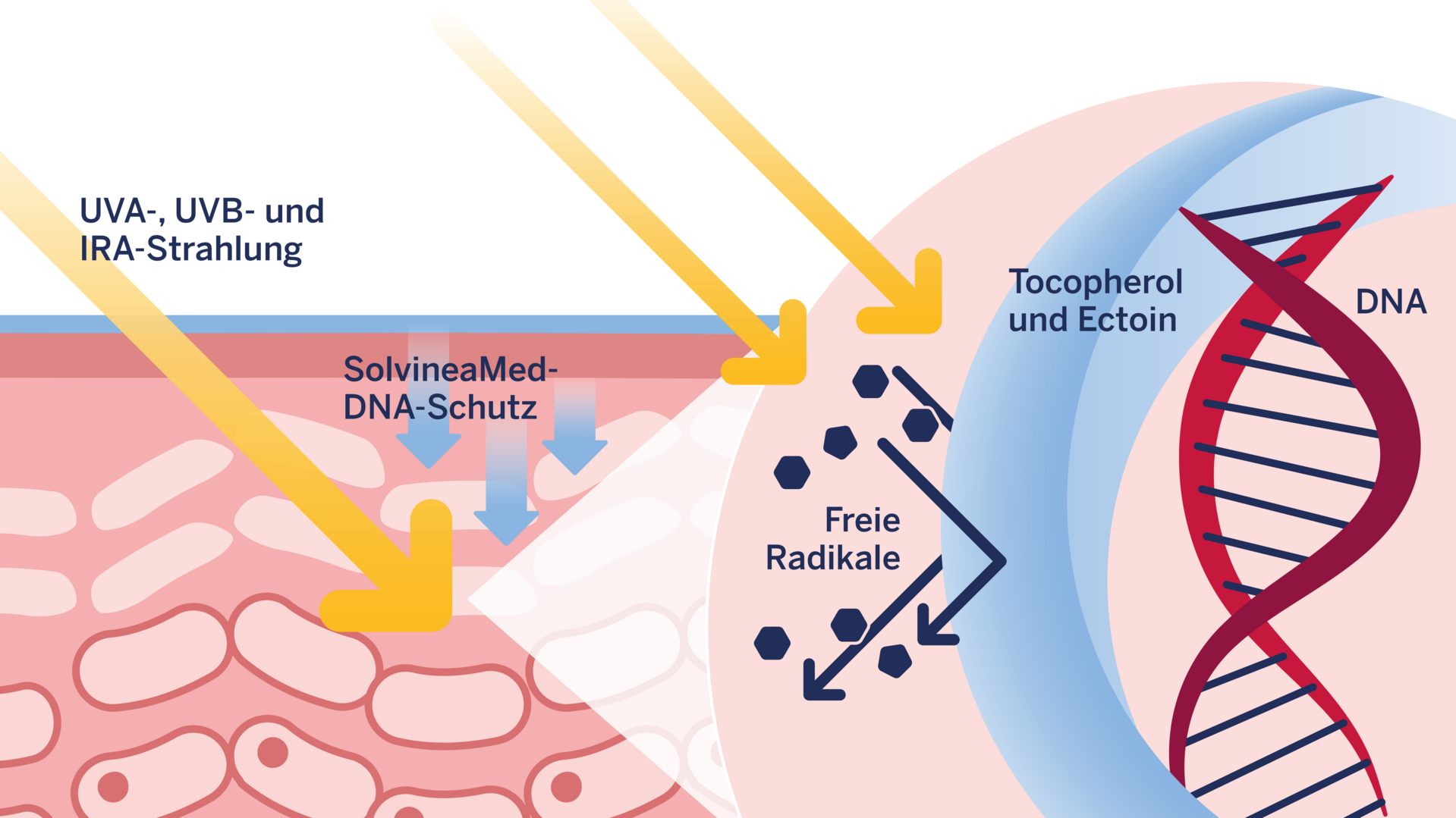 Hautgrafik DNA Schutz