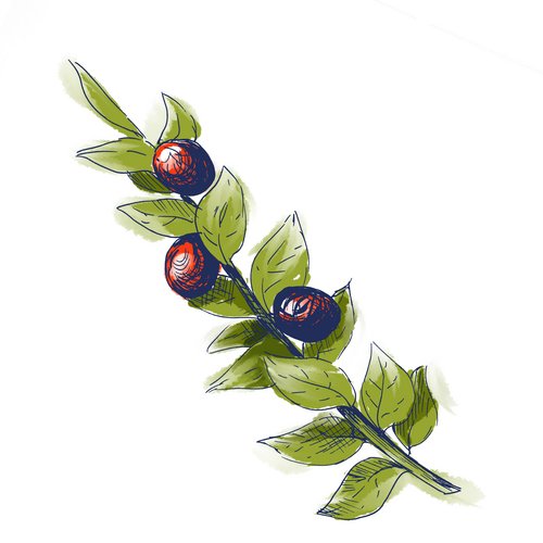 Mäusedornextrakt als Wirkstoff in der Hautpflege Ruscus Aculeatus Root Extract