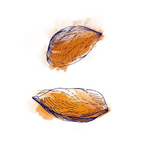 Mandelöl als Wirkstoff in der Hautpflege Prunus Amygdalus Dulcis (Sweet Almond) Oil