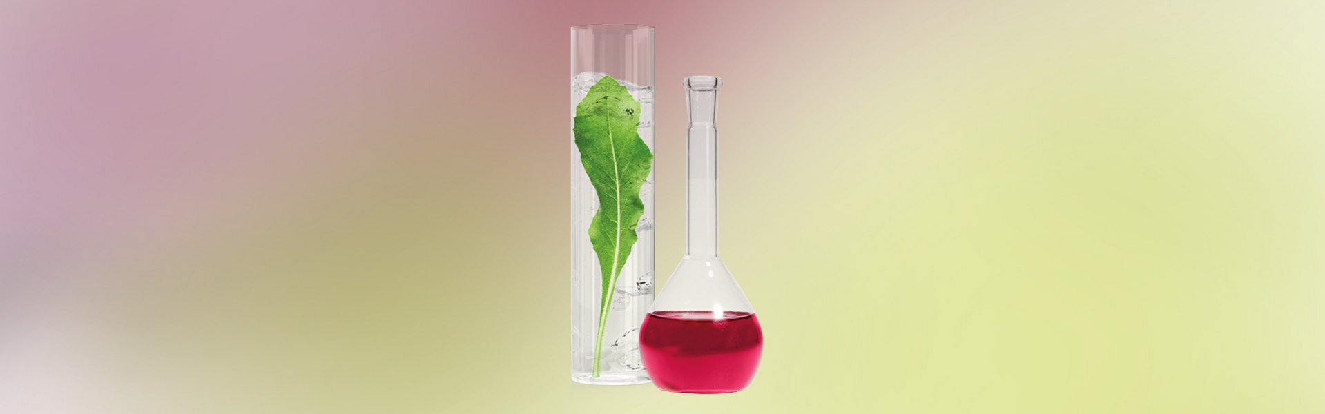 Färberwaidpflanze und Extrakt in Gläsern, vor rot-grünem Hintergrund.