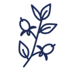 Rückfettende Wirkstoffe (z. B. Jojobaöl)