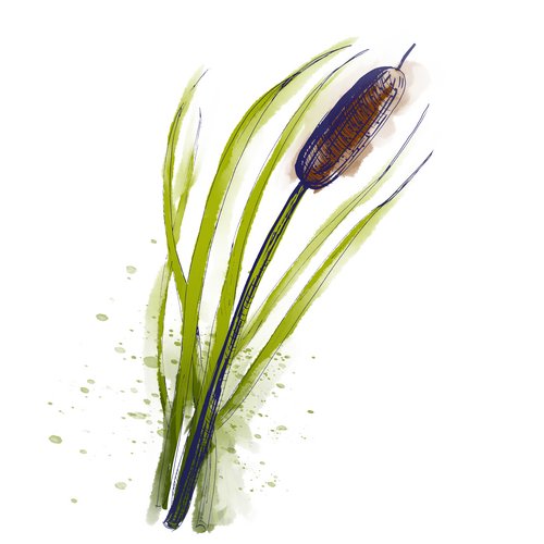 Schilfrohrextrakt als Wirkstoff in der Hautpflege Phragmites Communis Extract
