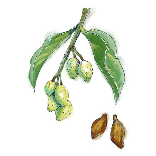 Chebulische Myrobalanen als Wirkstoff in der Hautpflege Terminalia chebula fruit extract