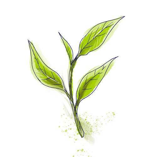 Grüner-Tee-Extrakt als Wirkstoff in der Hautpflege Camellia Sinensis Leaf Extract