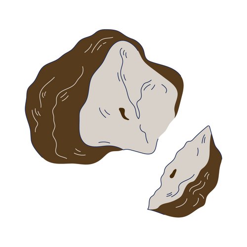 Zeichnung: Kiefernschwamm