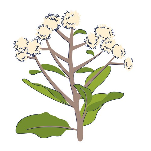 Zeichnung: Candeia-Baum