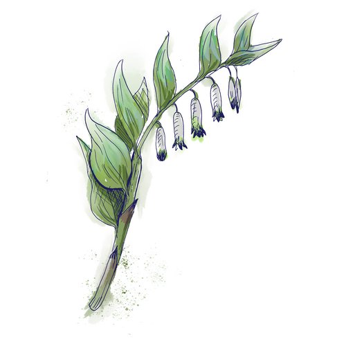 Salomonssiegel als Wirkstoff in der Hautpflege Polygonatum Multiflorum Rhizome/Root Extract