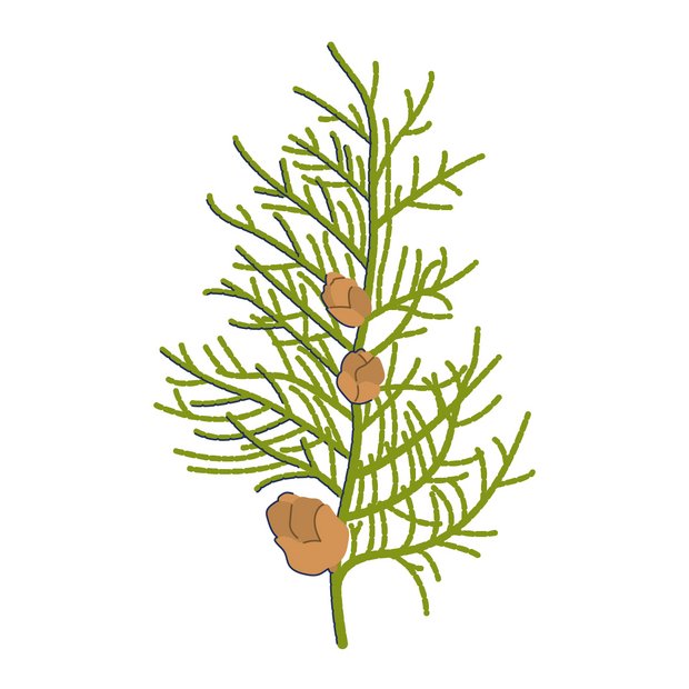 Zypressenextrakt als Wirkstoff in der Hautpflege Cupressus Sempervirens Seed Extract