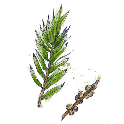 Teebaumöl als Wirkstoff in der Hautpflege Melaleuca Alternifolia Leaf Oil
