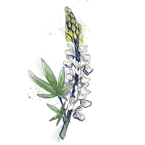 Weißer Lupinenextrakt als Wirkstoff in der Hautpflege Lupinus Albus | Lupinus Albus Seed Extract