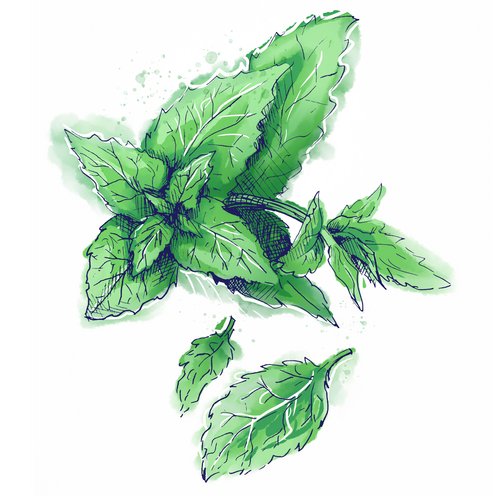 Menthol als Wirkstoff in der Hautpflege Zeichnung: Menthol