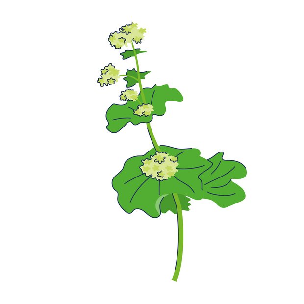 Alchemilla vulgaris leaf extract