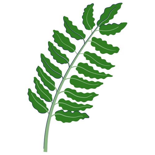 Weihrauchextrakt als Wirkstoff in der Hautpflege Zeichnung: Weihrauchblatt