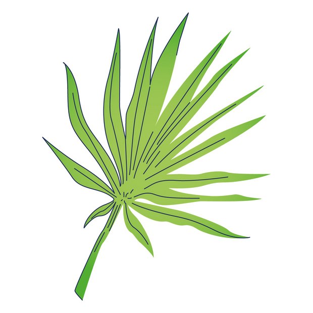 Sabalextrakt als Wirkstoff in der Hautpflege Serenoa Serrulata Fruit Extract