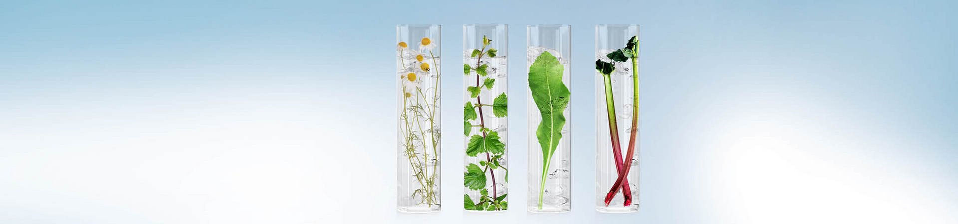 Kamille, Grüner Tee und Rhababer in Reagenzgläsern.