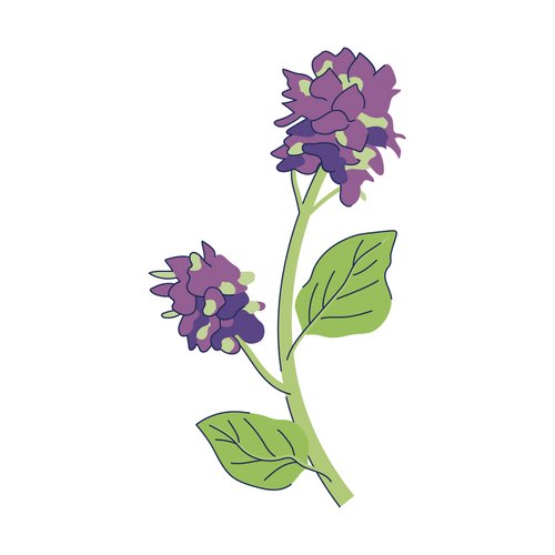 Illustration einer Bakuchiol-Pflanze