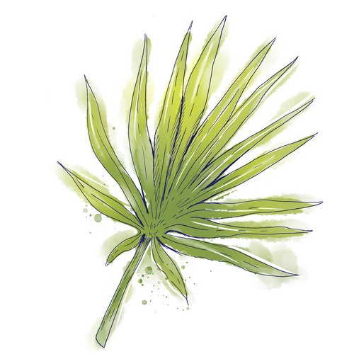 Sabalextrakt als Wirkstoff in der Hautpflege Serenoa Serrulata Fruit Extract