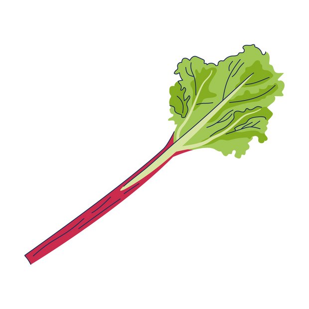 Rhabarberextrakt als Wirkstoff in der Hautpflege Rheum Rhabarbarum Extract