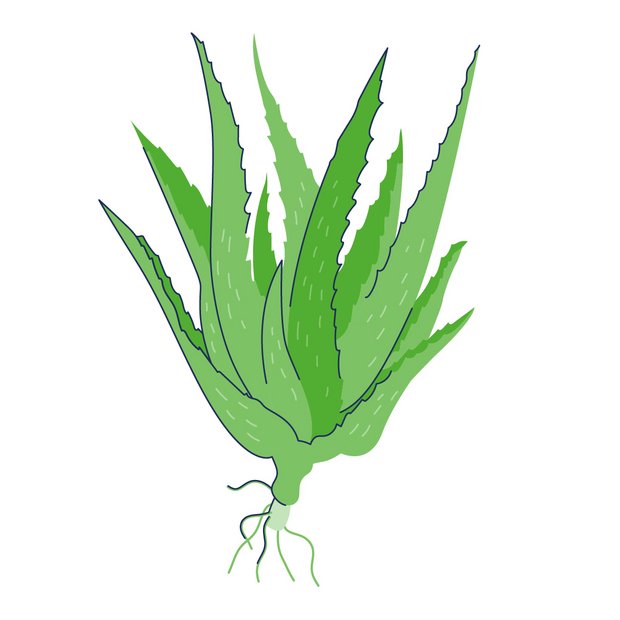 Aloe vera als Wirkstoff in der Hautpflege Aloe Barbadensis Leaf Juice Powder