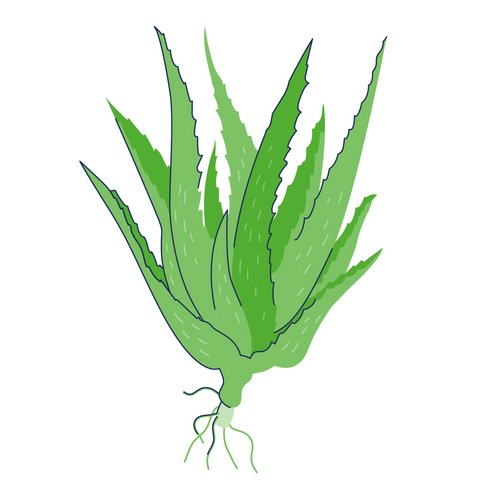 Aloe vera als Wirkstoff in der Hautpflege Zeichnung: Aloe-Vera-Pflanze