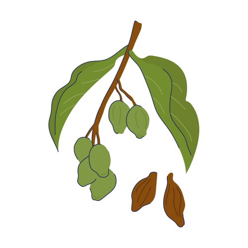 Chebulische Myrobalanen als Wirkstoff in der Hautpflege Zeichnung: Chebulische Myrobalanen (Combretaceae)