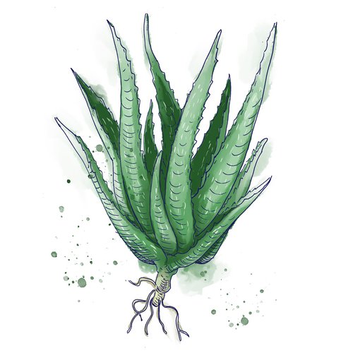 Aloe vera als Wirkstoff in der Hautpflege Aloe Barbadensis Leaf Juice Powder