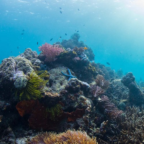 Bunte Korallen am Meeresboden