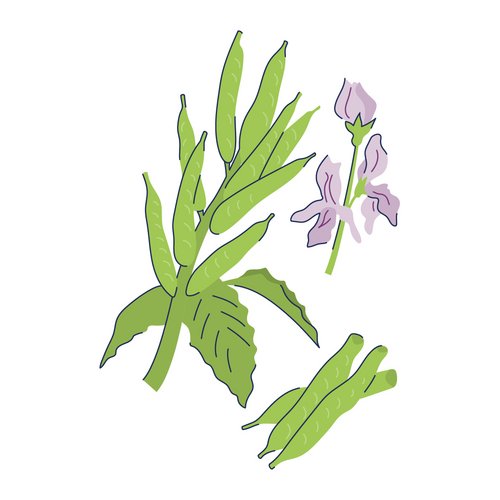 Quartäres Trimethyl-hydroxypropyl-Ammoniumsalz als Wirkstoff in der Hautpflege llustration der Pflanze, aus der Hydroxypropyl Guar gewonnen wird