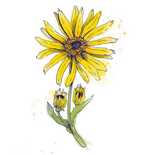 Arnica als Wirkstoff in der Hautpflege Arnica Montana Flower Extract
