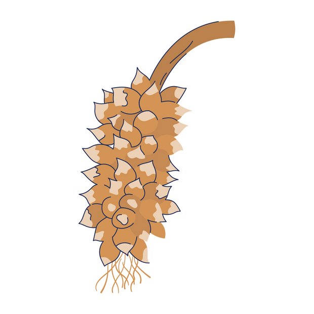 Babassuöl als Wirkstoff in der Hautpflege Orbignya Oleifera Seed Oil