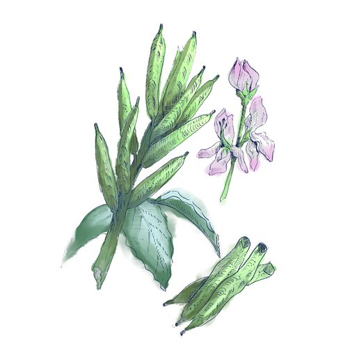 Quartäres Trimethyl-hydroxypropyl-Ammoniumsalz als Wirkstoff in der Hautpflege