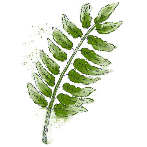 Weihrauchextrakt als Wirkstoff in der Hautpflege Boswellia Serrata Extract