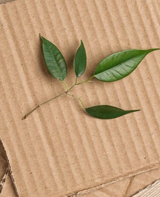 Foto eines Kartons, auf dem eine grüne Pflanze liegt